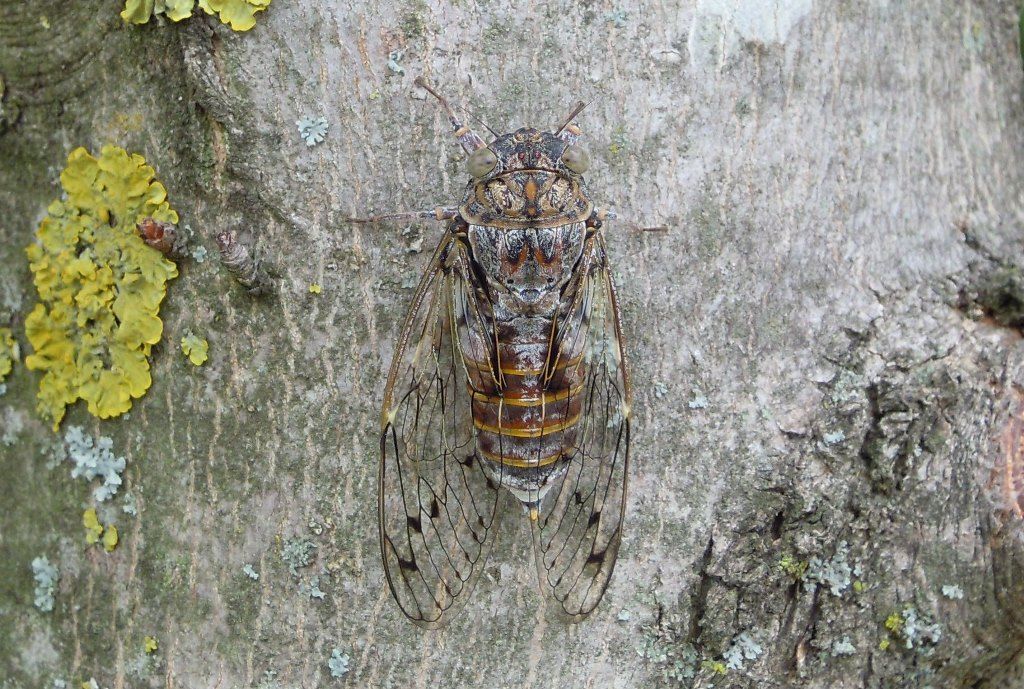 Di quale cicala si tratta?  Cicada orni